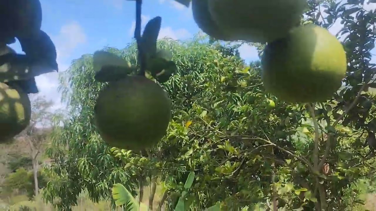 Sítio de seu francisquinho 