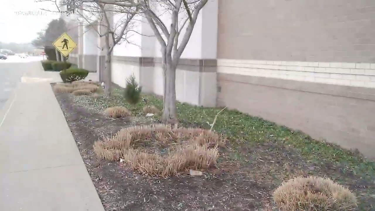 The Abandoned JC Penny's is a tale of the BVM (2026).