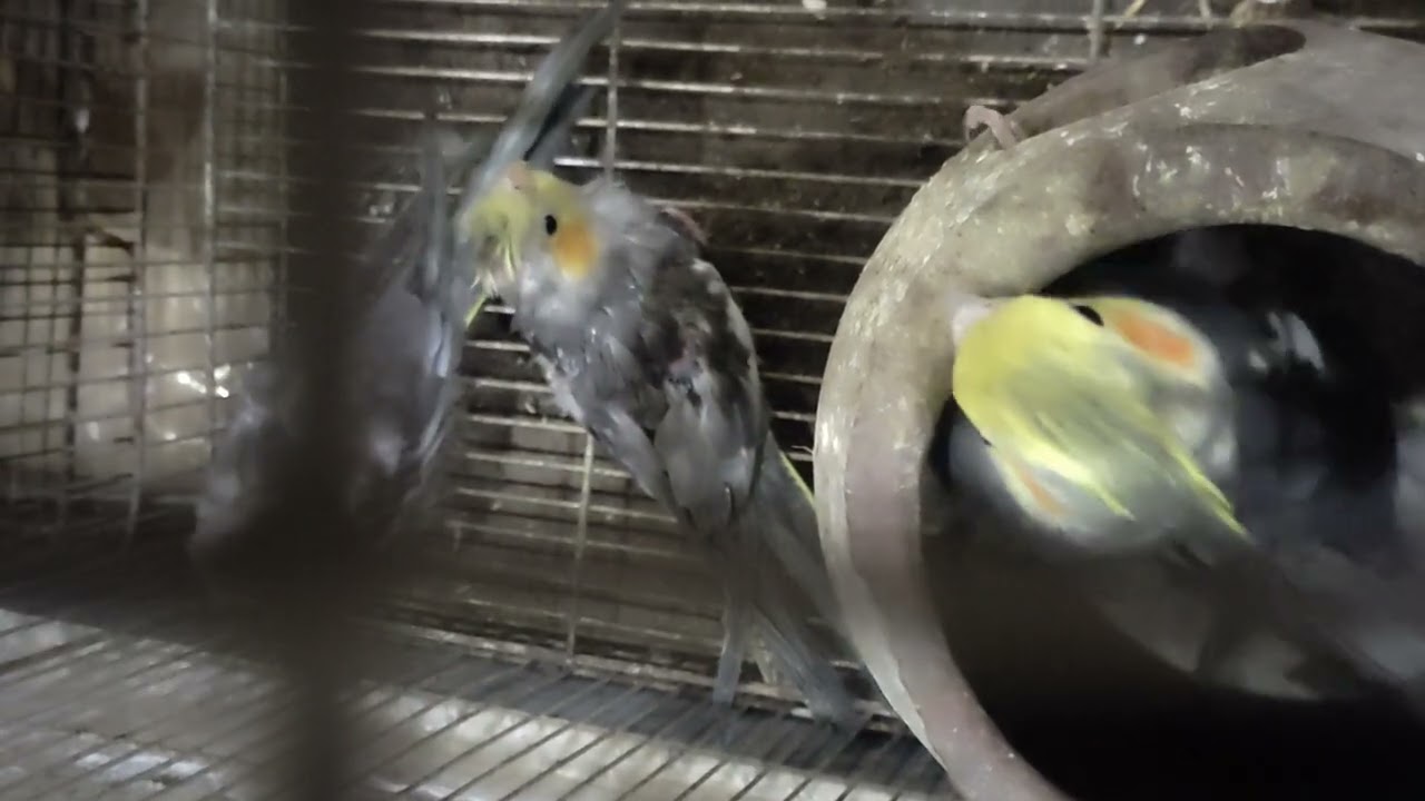 Cockatiel parrot family and female cookatiel laying eggs 🥚🥚🥚