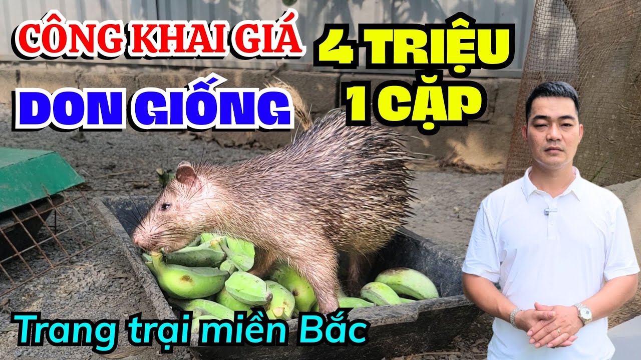BÁO GIÁ DON GIỐNG MỚI NHẤT 2025, TRẠI DON THẢ VƯỜN HÀ NỘI HỖ TRỢ KỸ THUẬT CHĂN NUÔI DON TỪ A ĐẾN Z