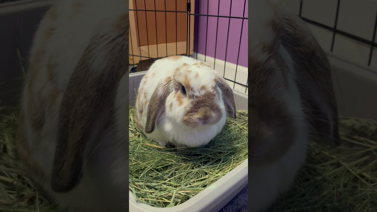 That nose!!  #animalsofyoutube #adorable #cute #bunny #rabbit #cutepet #animals #bunny nose