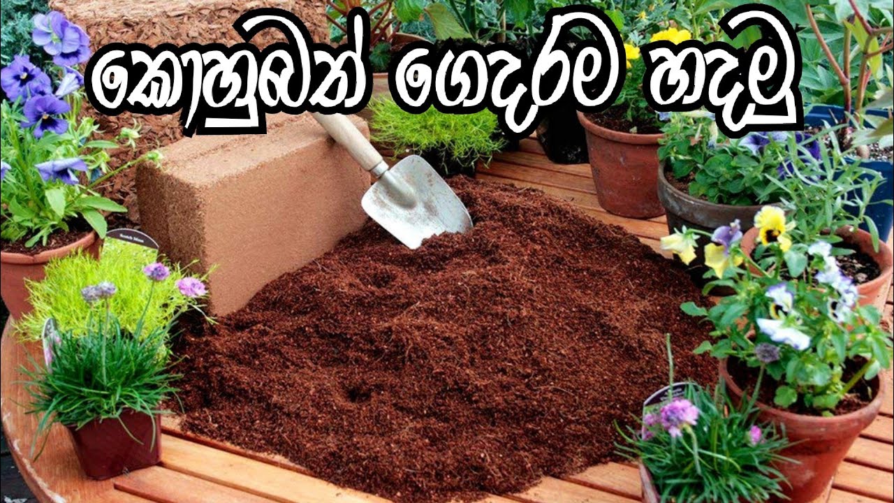 ගෙදරදීම පහසුවෙන් කොහුබත් හදමුද? | How to make coco peat at home | kohubath hadana geti | ගොවි ගෙදර