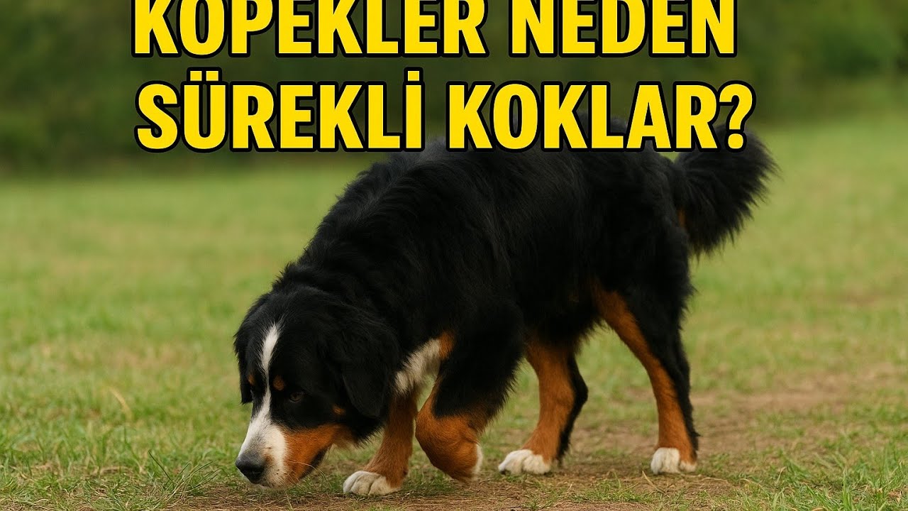 K&ouml;pekler Neden S&uuml;rekli Koklar ve Yere S&uuml;rt&uuml;n&uuml;r? | K&ouml;pek Davranışları A&ccedil;ıklama