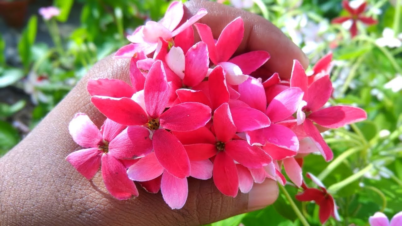 FOUR  SECRET TlPS FOR GET MORE BLOOM IN RANGOON CREEPER| MADHUMALTI PLANT.