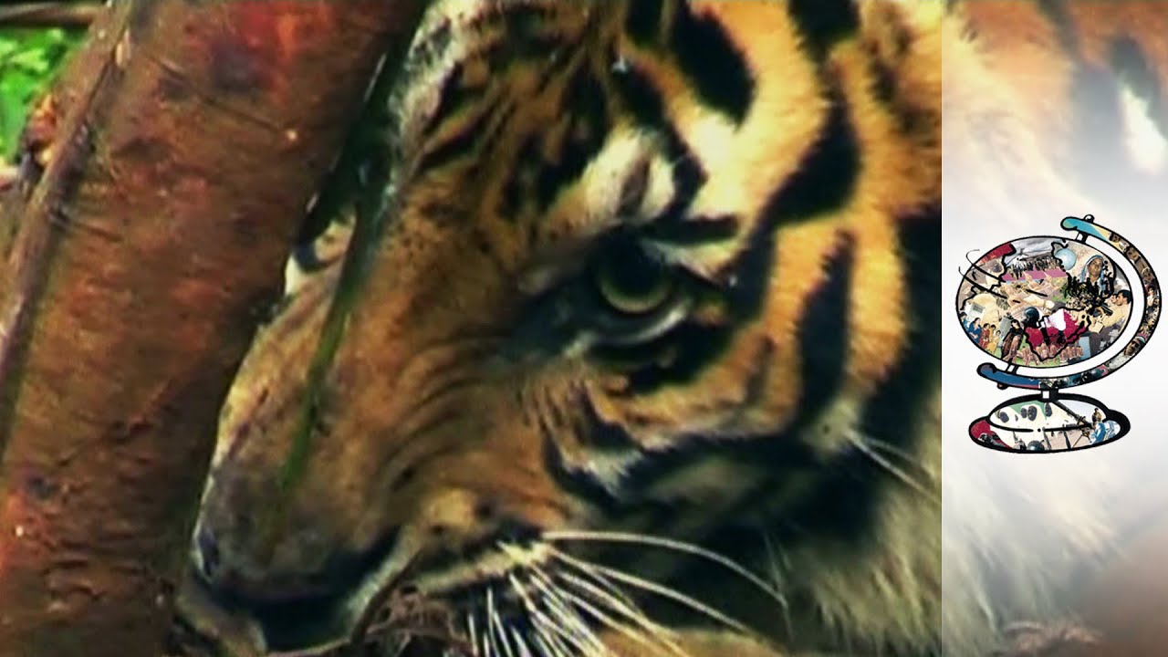 Will Deforestation Lead To The Extinction Of Tigers?