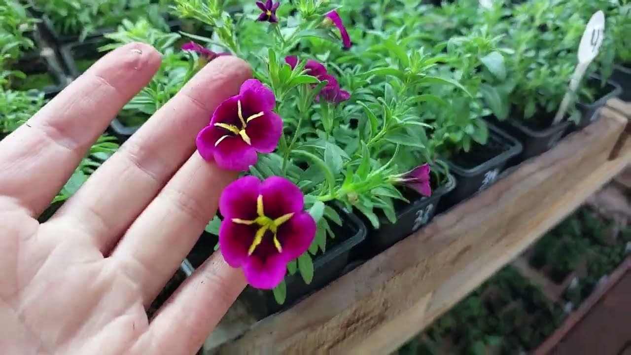РАБОТАЕМ в обычном режиме. Обзор теплиц на 10.12.24.