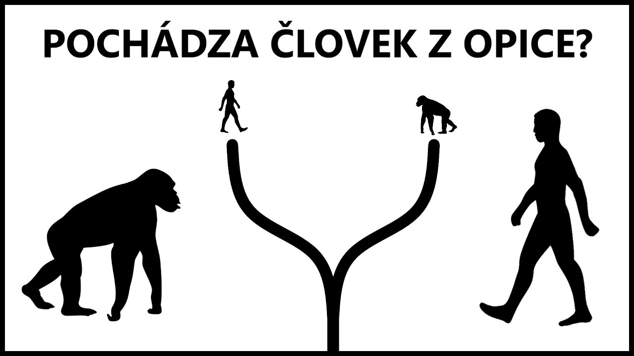 Vyvinul sa človek z opice?