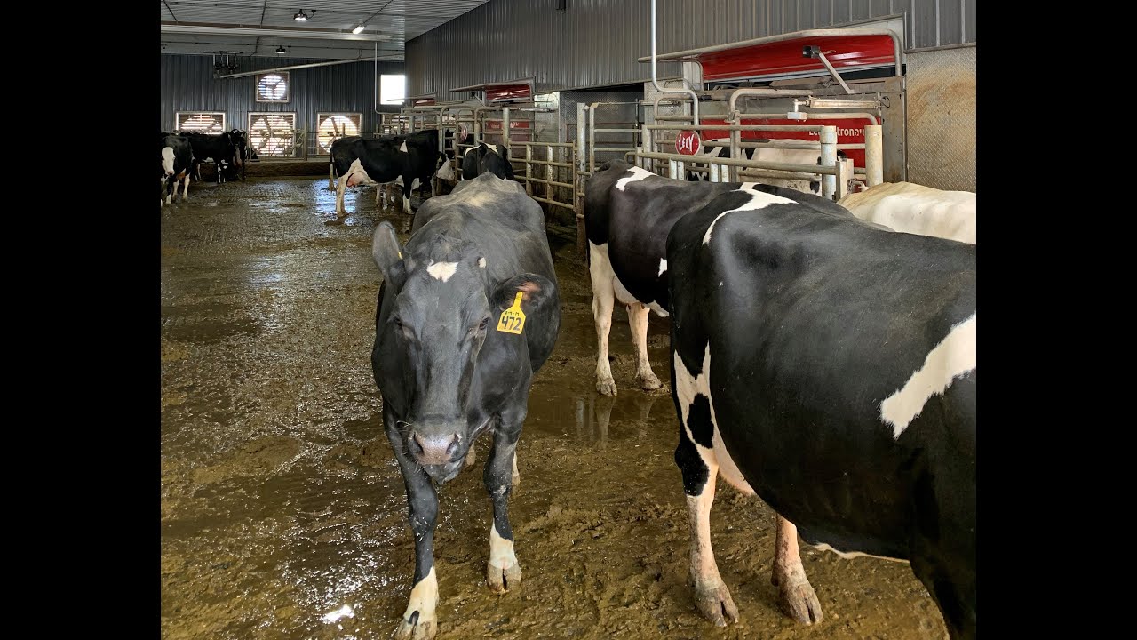 30 Minutes: Robotic Milking Edition - Episode 25