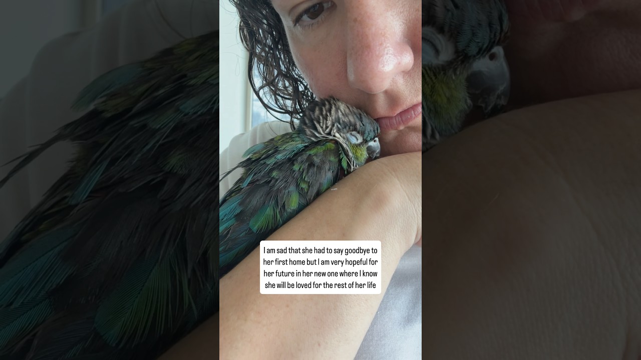 Lola needed a new home 💚 #conure #rescue #birds #parrot