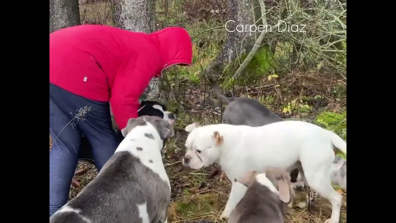 Американские бульдоги и староанглийские бульдоги. Питомник собак Карпен Диаз