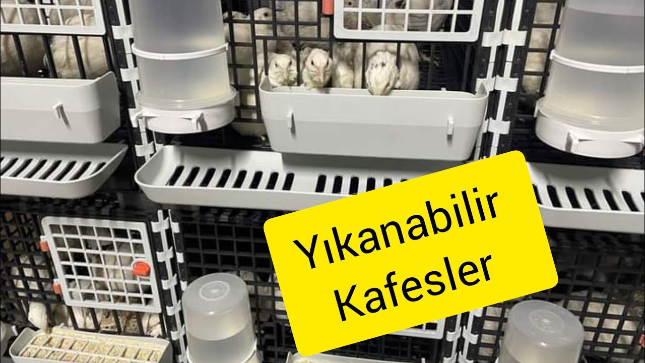 Yeni bıldırcın kafesi kurulumu nasıl yapılır? #leganest #plastikkafes #bıldırcınkafesi