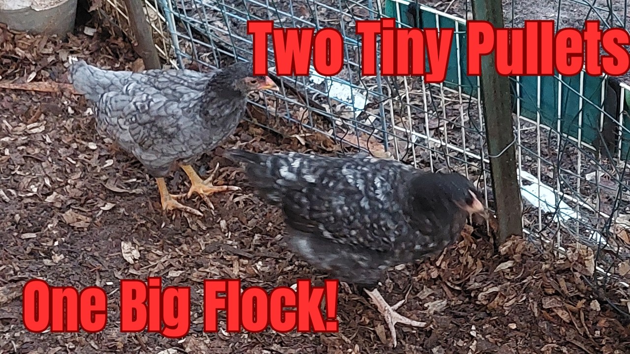 Introducing Young Pullets To A Big Flock
