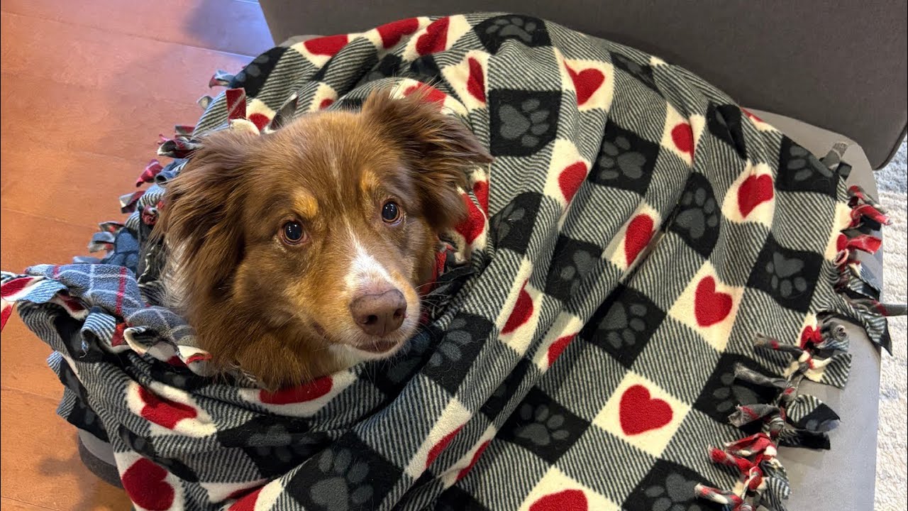 Good Boy Pluto, the Australian Shepherd EP. 1