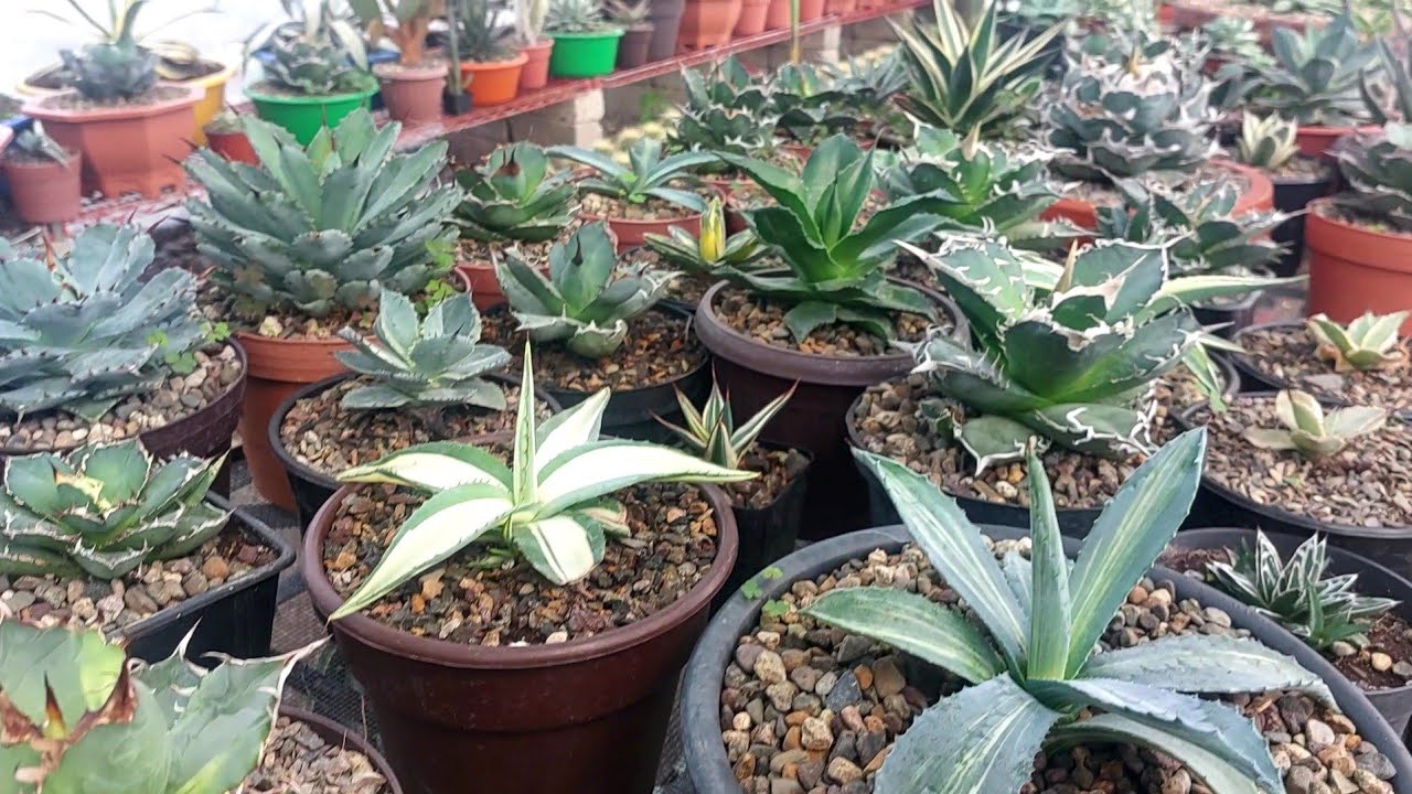 Mi colección de agaves exóticos, Agaves ornamentales de colección.