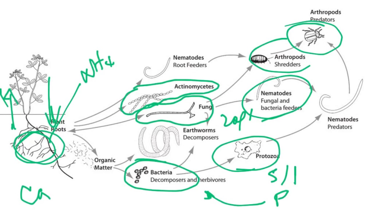 11  Agricultura Organica
