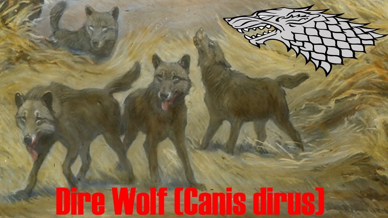 Лютоволк (Canis dirus)