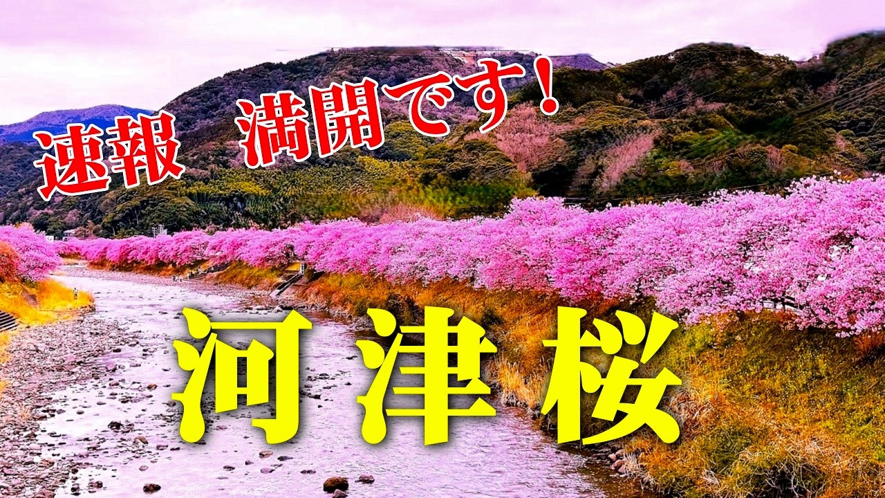 【伊豆・河津町】河津桜が満開！2025年3月5日/Kawazu cherry blossoms are in full bloom/日本の美しい発見@yasu-discover