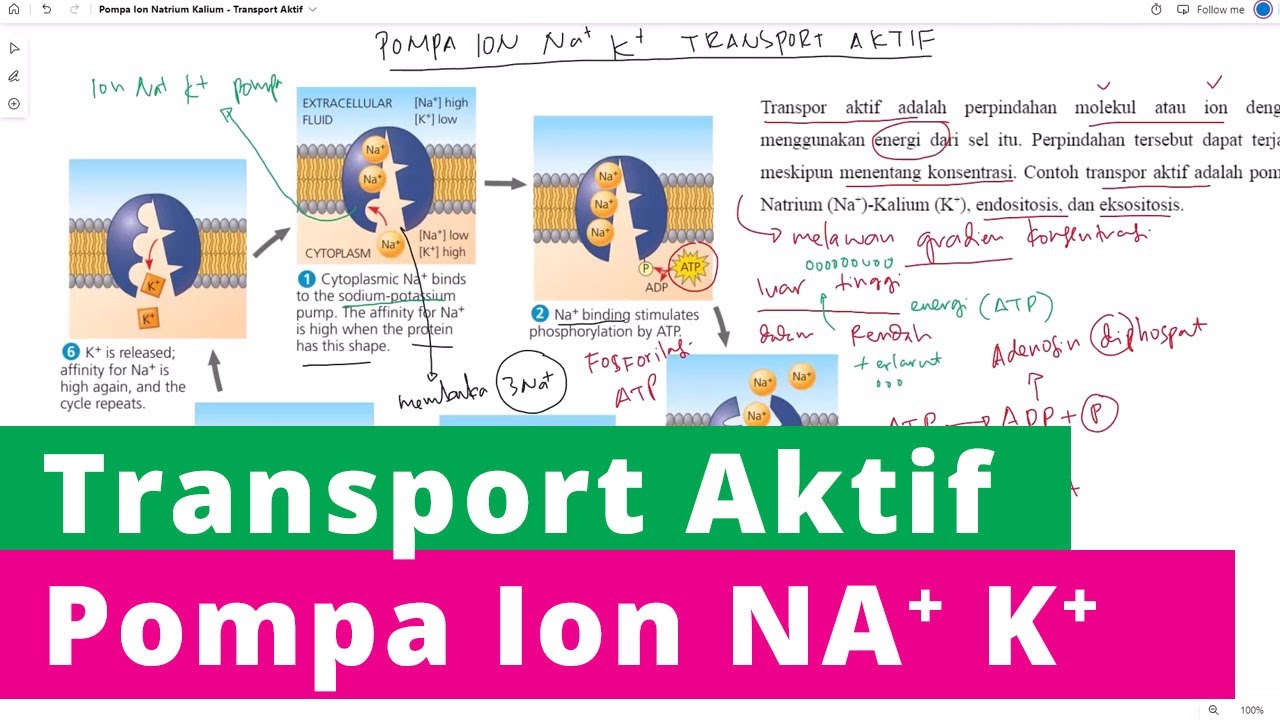 Mekanisme Transport Aktif Pompa Ion Natrium Kalium
