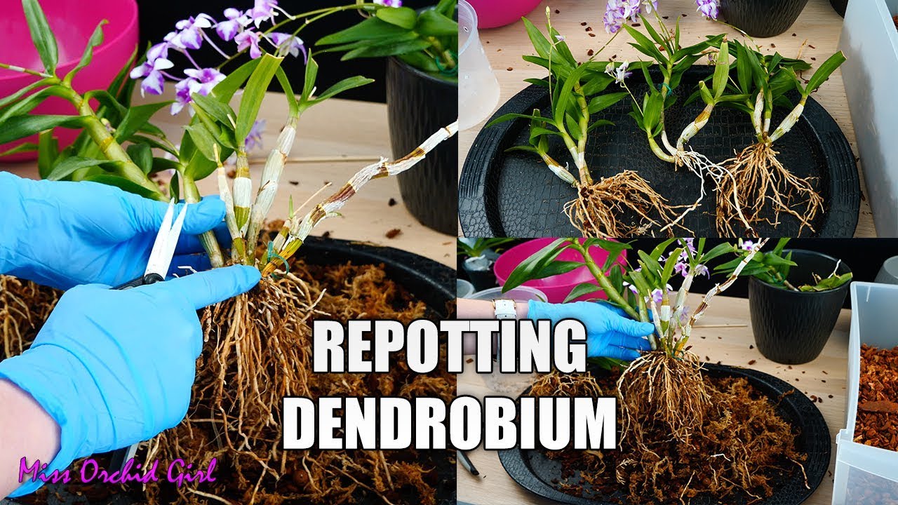 Repotting Unruly Dendrobium Orchid - Potting Keikis with mother plant for a bushier Orchid!