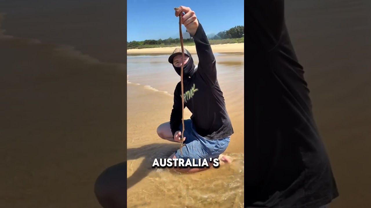 Why This Giant Worm Hides Beneath the Sand