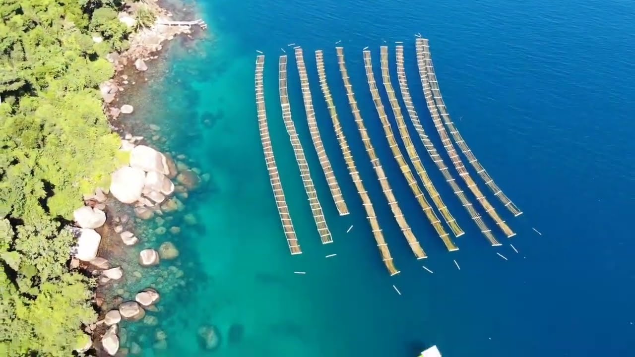 Cultivos de Algas Marinha Algasbras