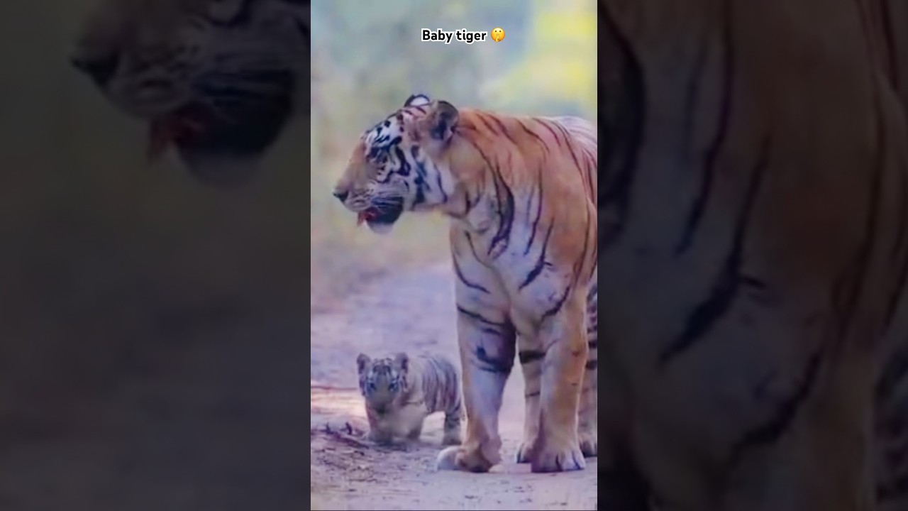 BABY TIGER FOR JIM CORBETT NATIONAL PART 🐅🤫 
