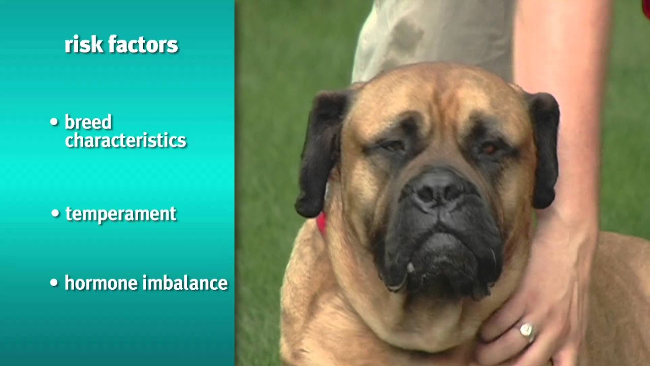 Banfield Pet Hospital - Risks and Signs of Obesity in Dogs and Cats
