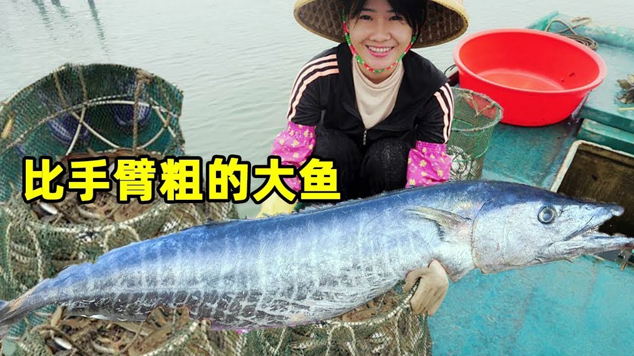 【修正版】赶海一网几条大货，这么大的鱼比手臂还粗，阿渔妹激动的赶紧叫渔爸！【阿渔妹】