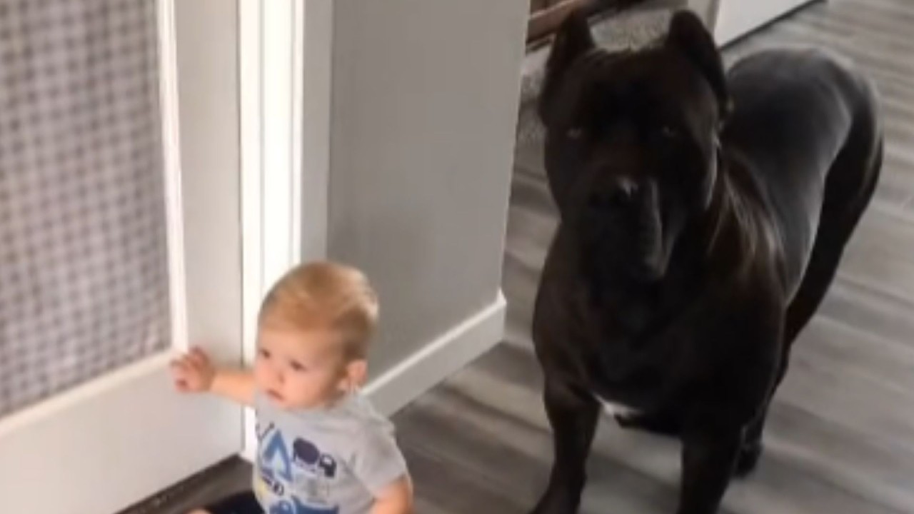 A 135 POUND CANE CORSO EVERYONE WANTED GONE HAD A SECRET ABOUT THE NEIGHBOR THAT SAVED A CHILD'S LIF