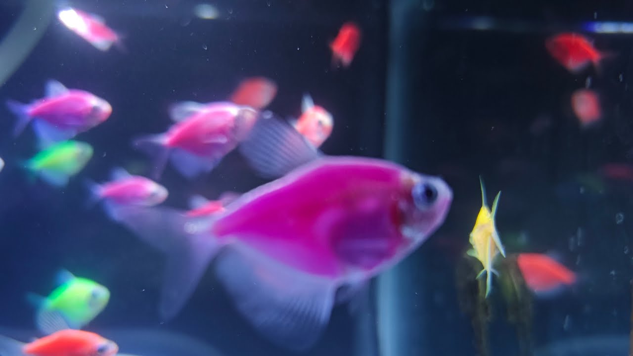 mere fishes ka Chhota Sa Jannat,,,,🐟🐠😊 #fish #aquarium
