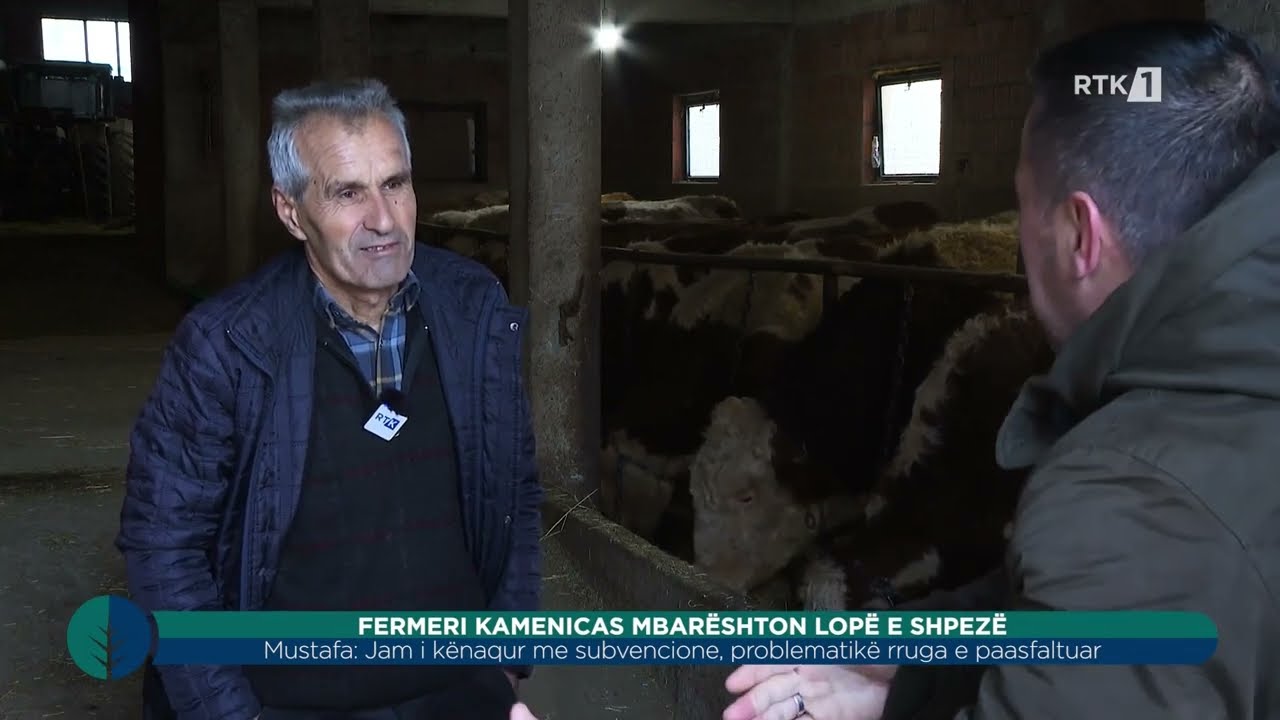Toka - Fermeri kamenicas mbarështon lopë e shpezë 04.03.2026
