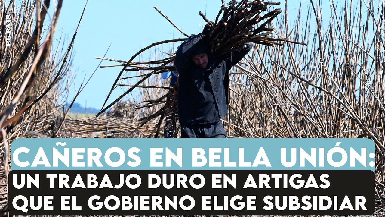 Cañeros en Artigas: los peludos, un trabajo duro y el subsidio a la explotación de la caña de azúcar