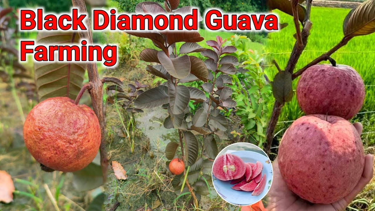 Black Diamond Guava Farming in india || black Diamond Guava Plant call 8170982304