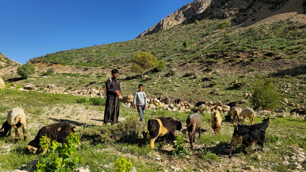 Nomadic migration: Amazing Migration of Nomads from Warm to Cold Climates Through Difficult Routes⛰️