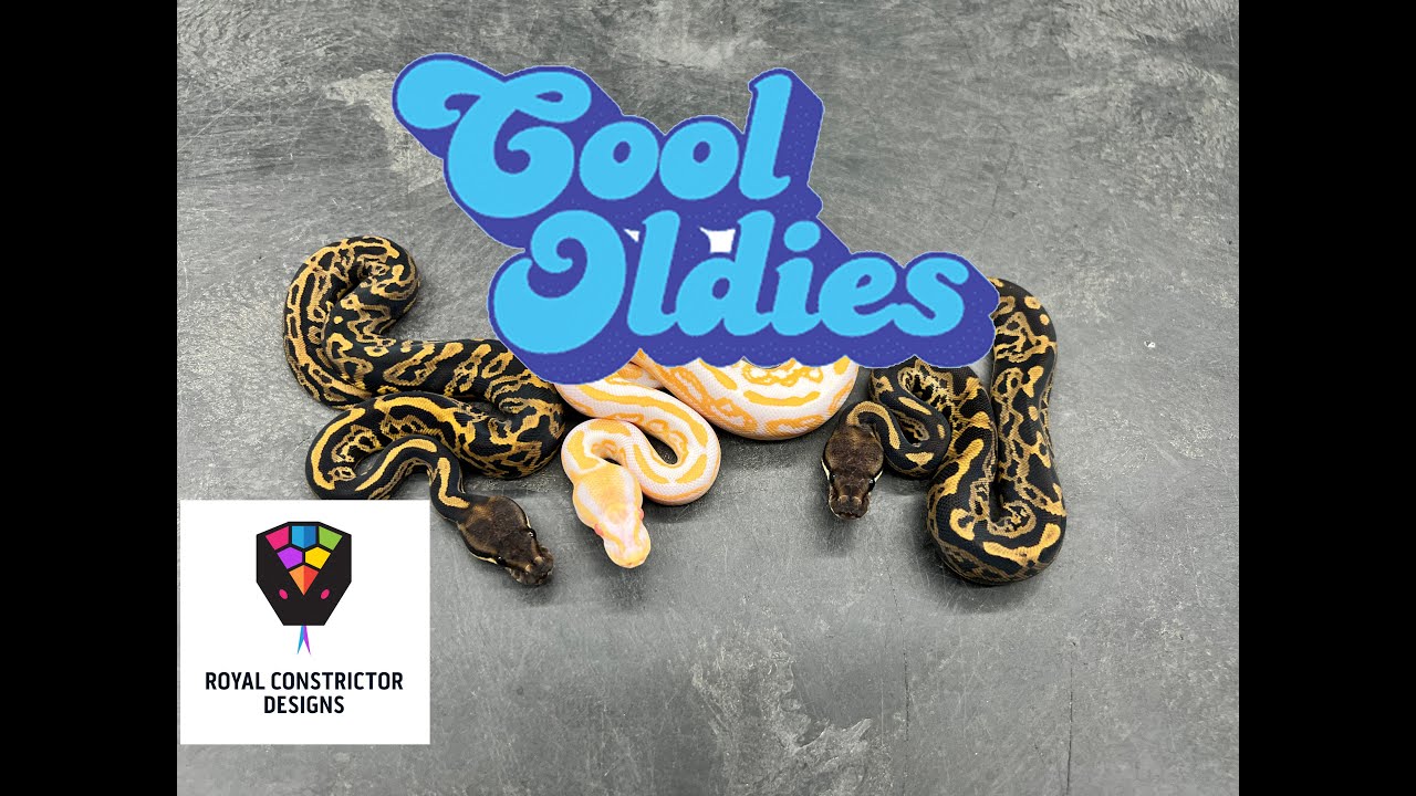 Old school look back a Ball Pythons!
