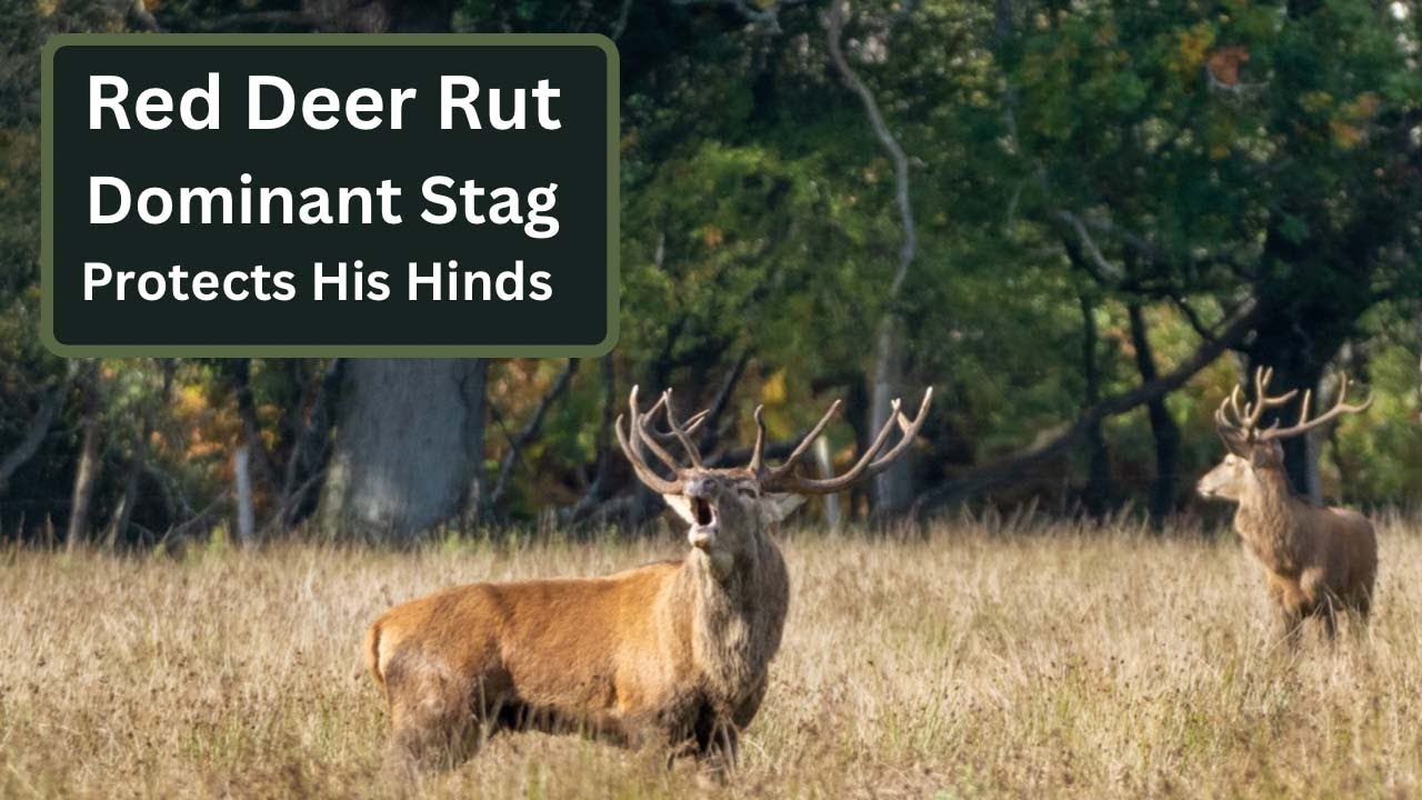 Red Deer Rut - Dominant Stag Protecting his Hinds