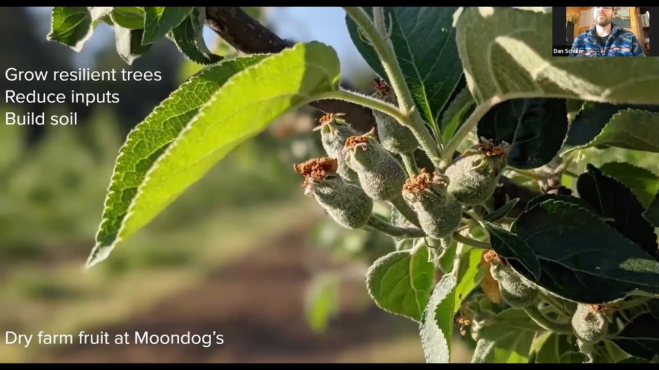 Dry Farmed Fruit Tree Production in Western Oregon, Dan Schuler