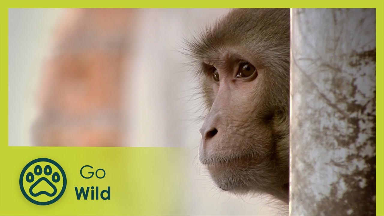 An Unlikely Hero - Monkey Thieves S2 12/13 - Go Wild