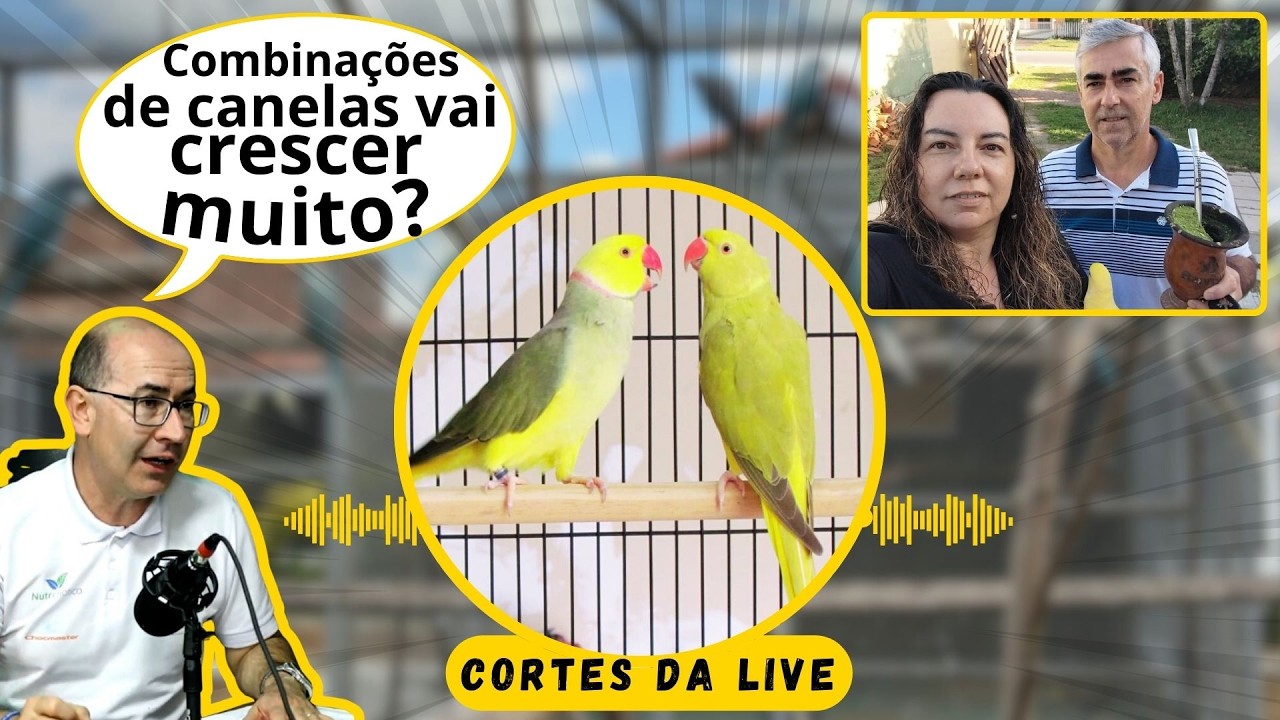 VOCE JÁ VIU? RING NECK CLEAR TAIL CANELA?