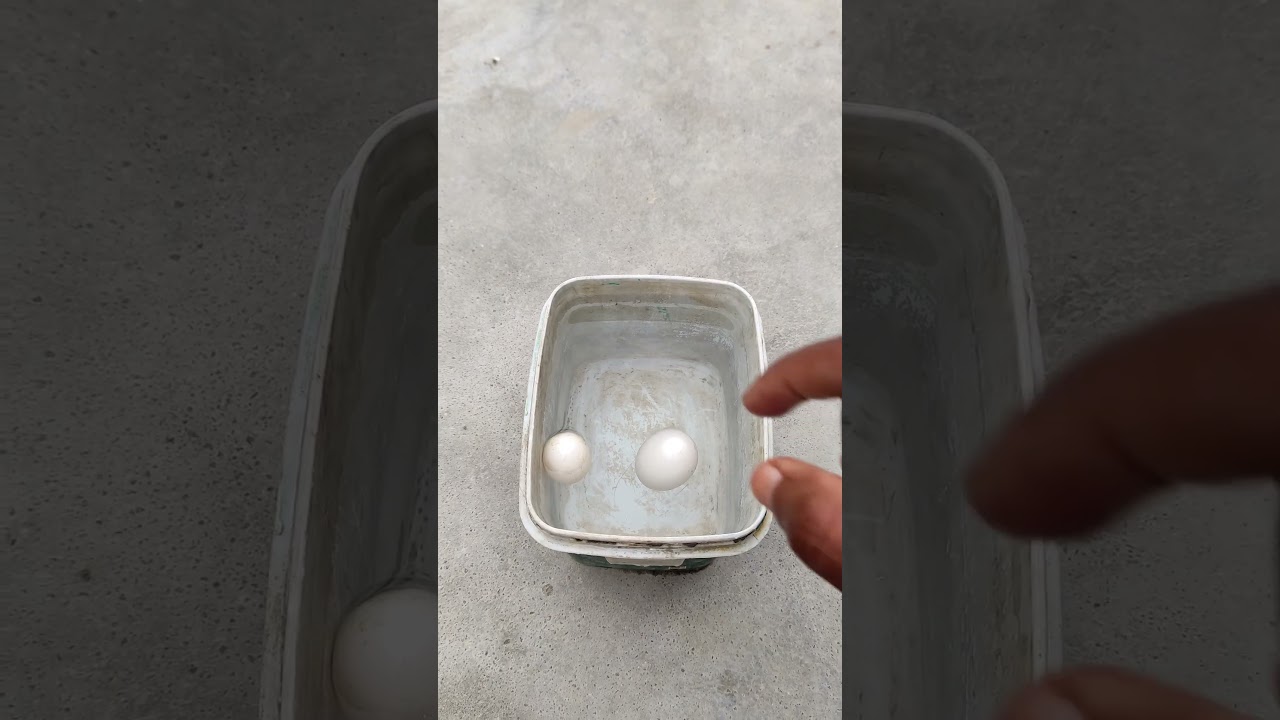 pigeon egg check 🐣 | pigeons tips for  tricks || #shorts #youtoubshorts #tarindig