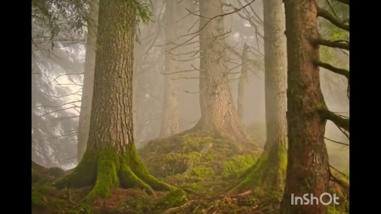 Relaxing at the Morning in Forest 