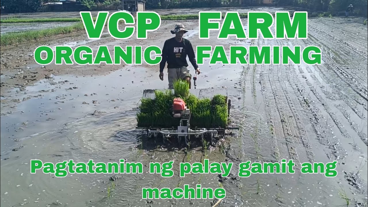 PAGTATANIM NG PALAY GAMIT ANG MACHINE