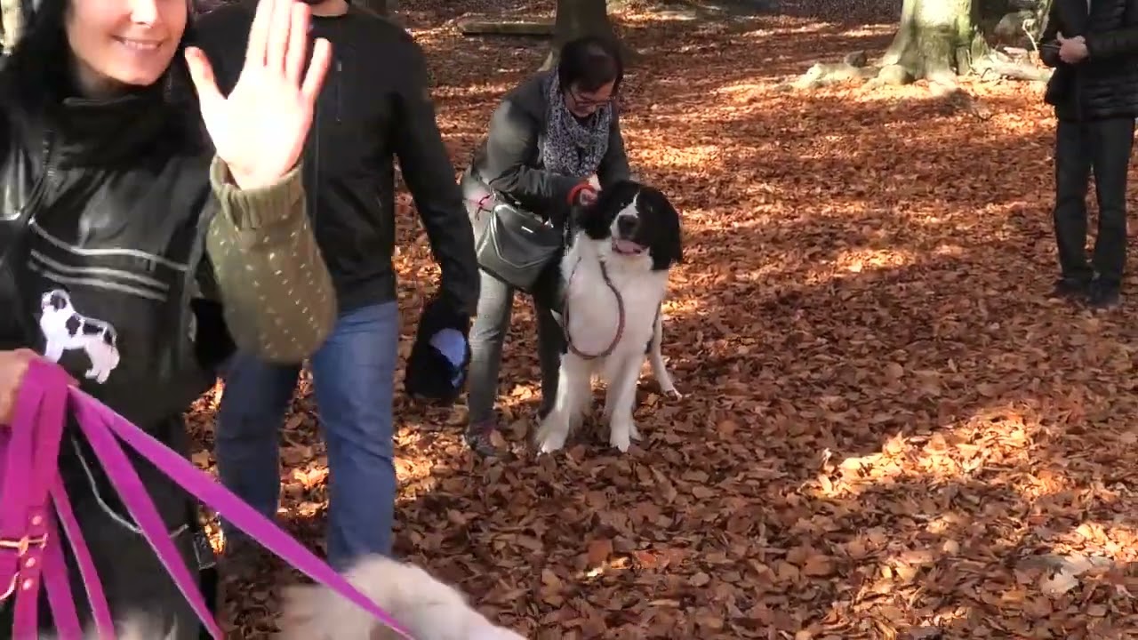 Landseer na Kamzíku