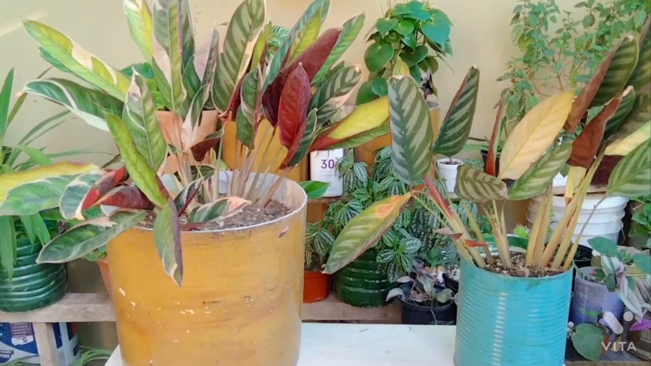 Trasplante Calathea / Lombrices y Materia Orgánica en la Tierra* Plantas Sanas y Bonitas 🪴🌷😊