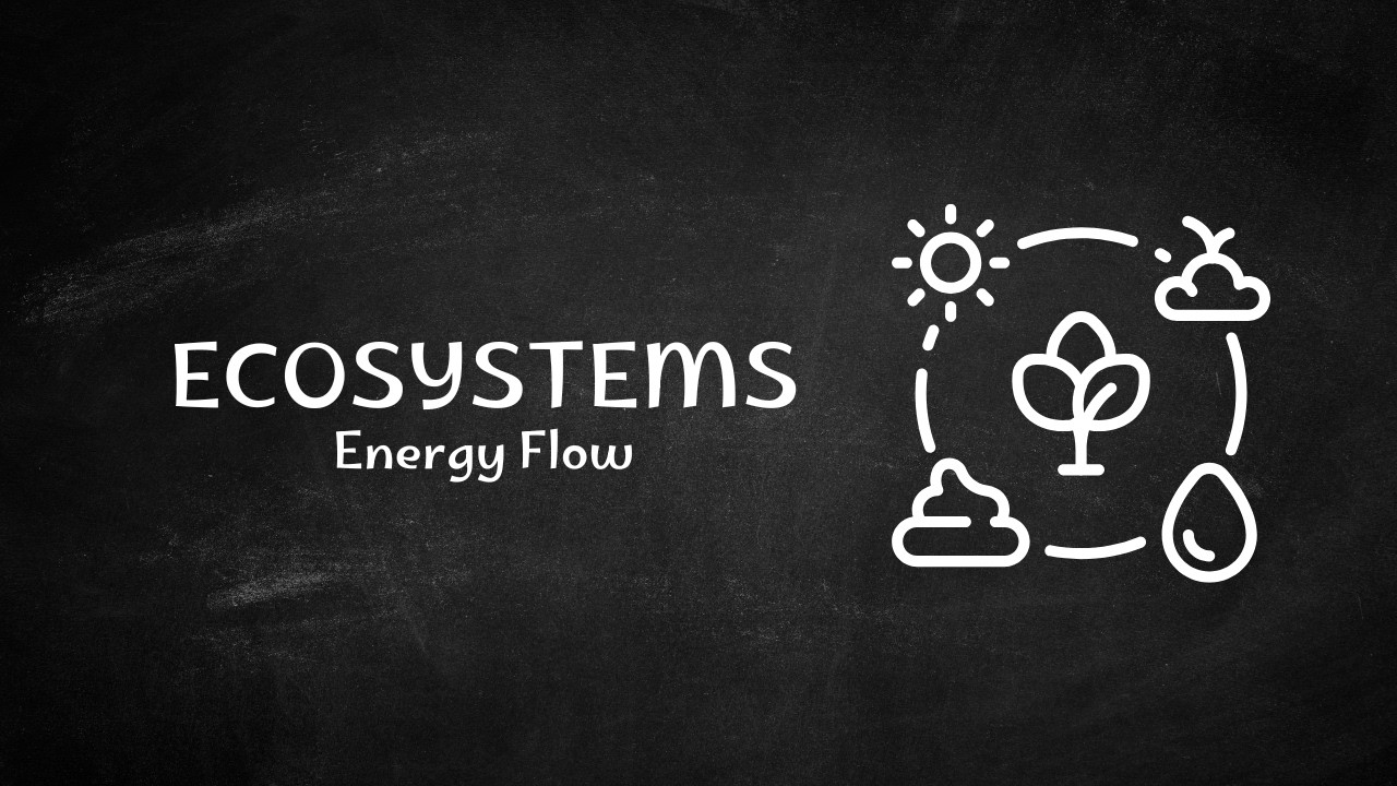 Ecosystems Explained Simply | Food Chains, Food Webs & Energy Flow