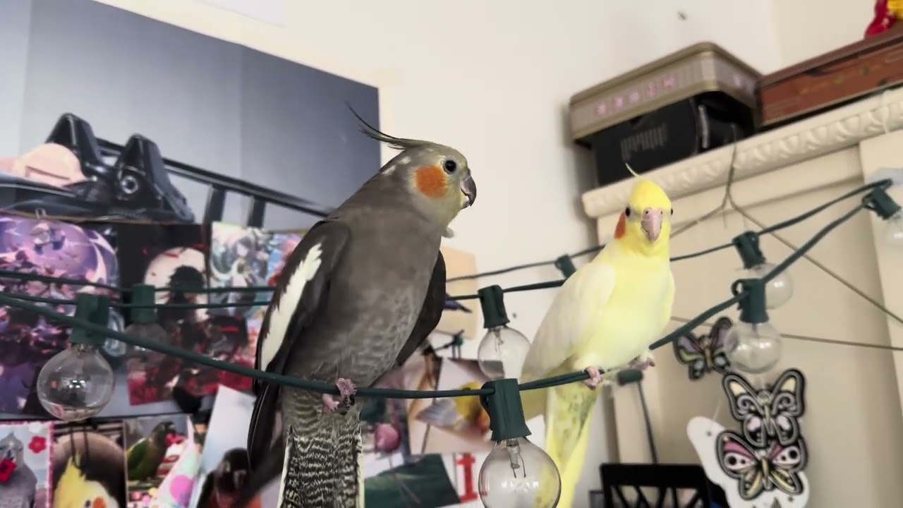 cockatiel screaming stAAAAAp swinging!! 😡 