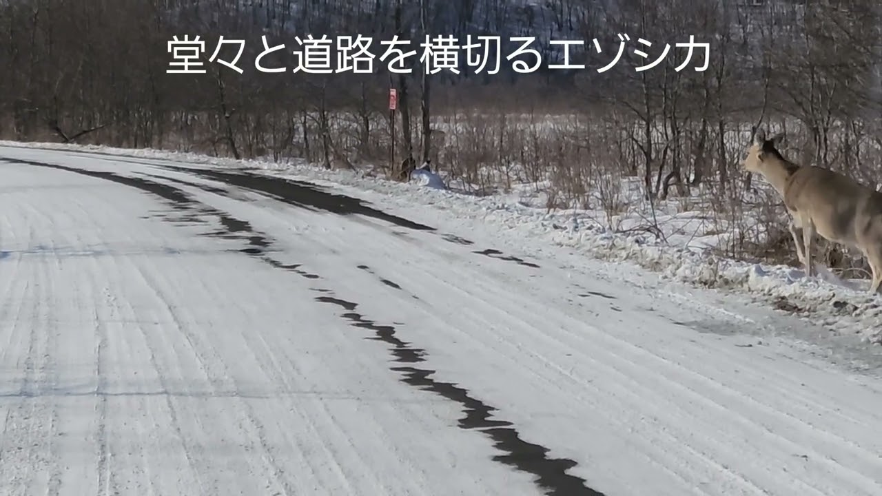 真冬の釧路湿原と雪原を走るSL列車