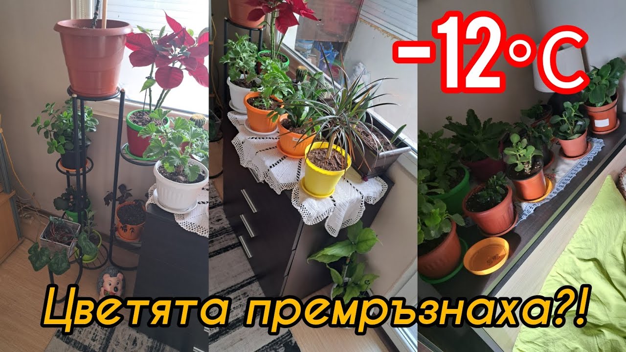 Цветята премръзнаха!!! 👆🏻🪴 | -12°С