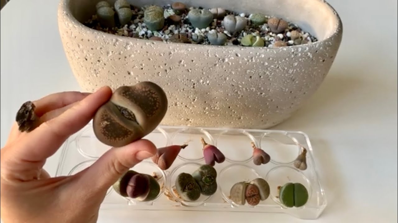 Литопсы/ Lithops. НОВИНКИ 😍. Разорвала литопс. Плейоспилос Рубра. 01.02.2023