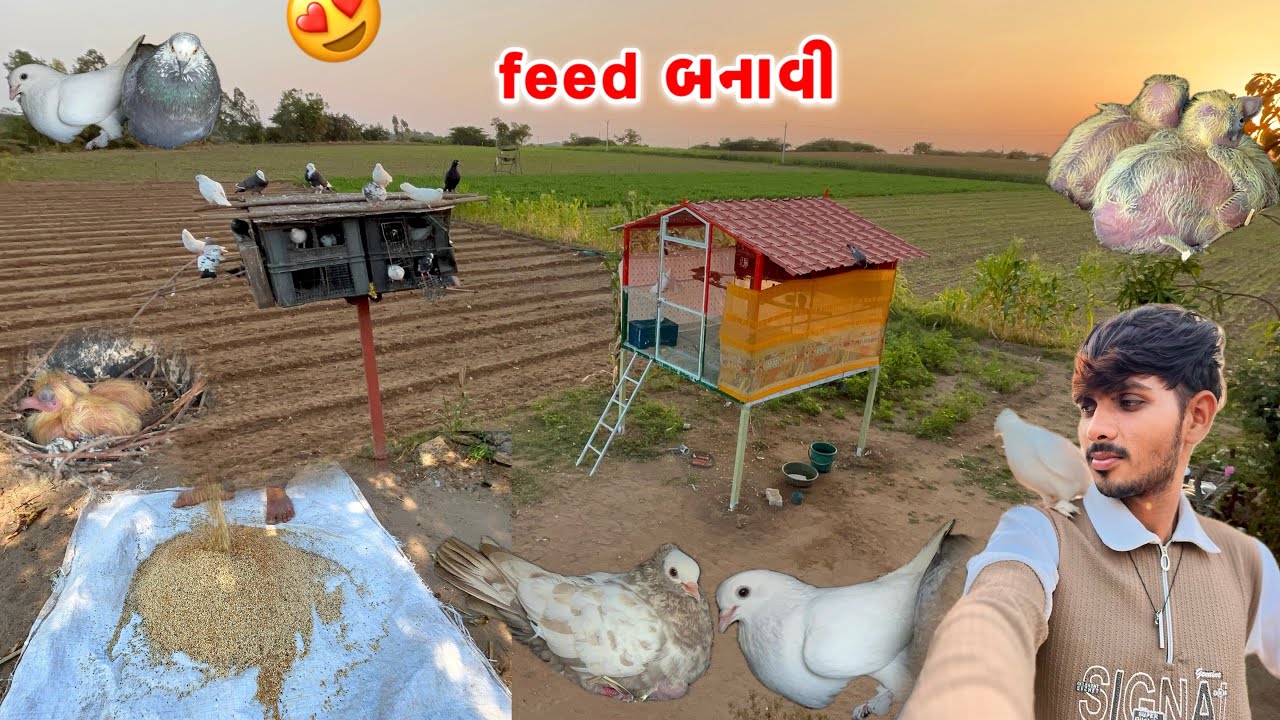 Aaj kabutar ke liye feed banai 😍 || kabutar ko konsa dana khilaye